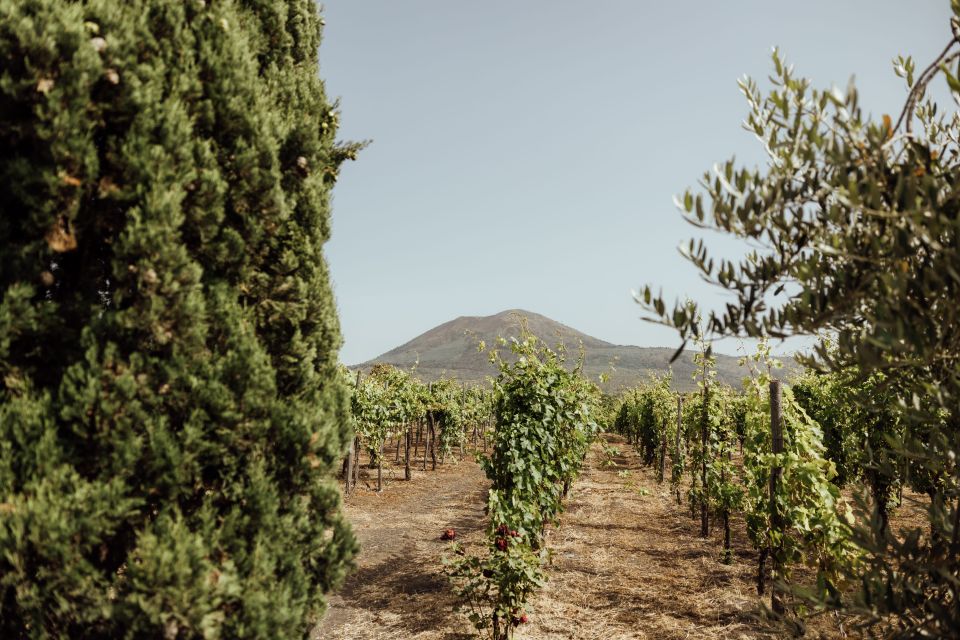 Mount Vesuvius: Wine Tasting Experience With Lunch Included - Accessibility Considerations