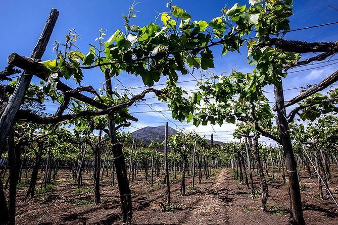 Mount Vesuvius & Wine Tasting with Lunch Private Tour - Key Points