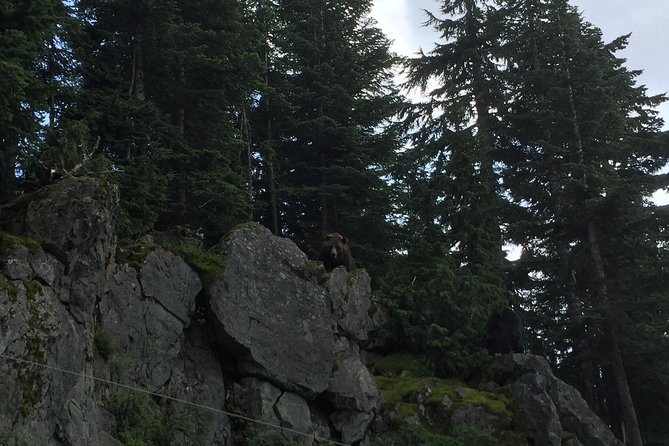 Mountain Adventure (Grouse Mountain and Capilano Suspension Bridge) - Expectations and Requirements
