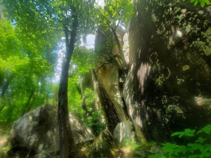 Mountain Train Experience: Hike & Mystic Forest (From Nice) - Optional Lunch