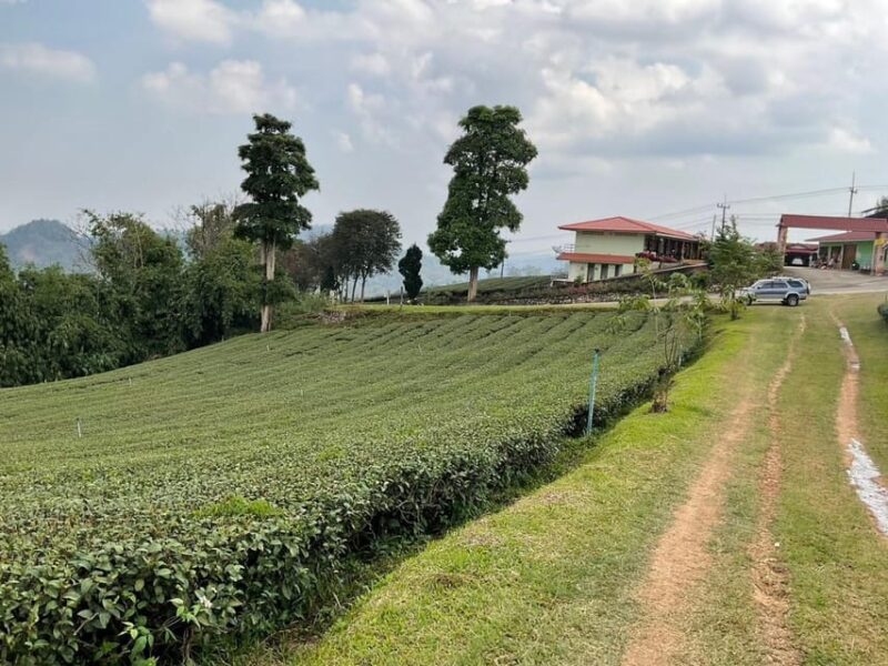 Mountains Discovery:Doi Mae Salong & Doi Tung (Private Tour) - Inclusions and Services