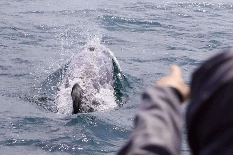 Mounts Bay, Penzance Boat Trip - An In-Depth Look at the Penzance Boat Trip