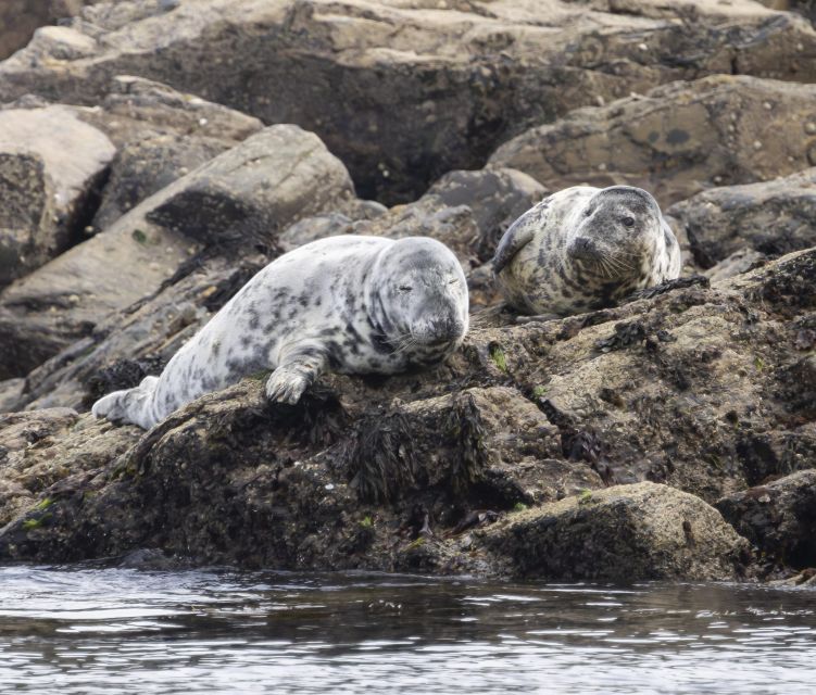 Mounts Bay, Penzance Boat Trip - Mounts Bay, Penzance Boat Trip: An Authentic Marine Adventure in Cornwall