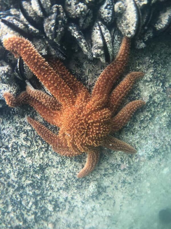 Mrahau: Abel Tasman Marine Reserve Kayak Tour - Exploring the Abel Tasman Marine Reserve by Kayak