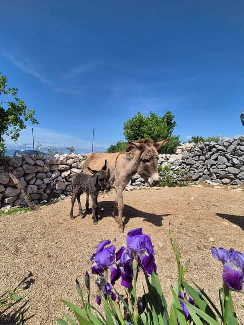mrika (near Rijeka/Krk/Crikvenica) Donkey Farm Family Fun - What Is the Donkey Farm Experience All About?