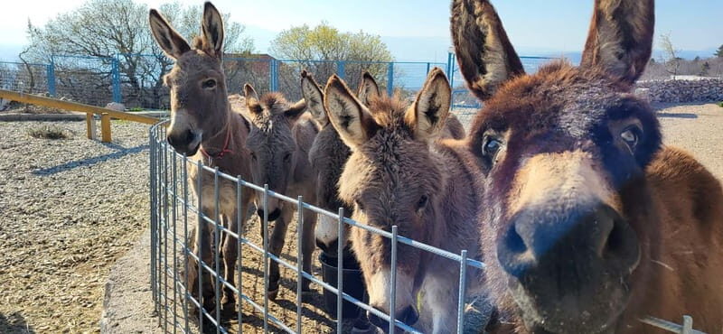 mrika (near Rijeka/Krk/Crikvenica) Donkey Farm Family Fun - FAQ