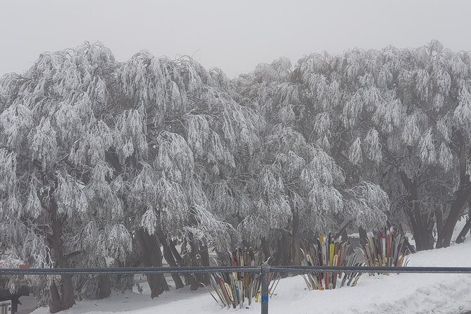 Mt Buller Day Trip from Melbourne - The Value of This Tour