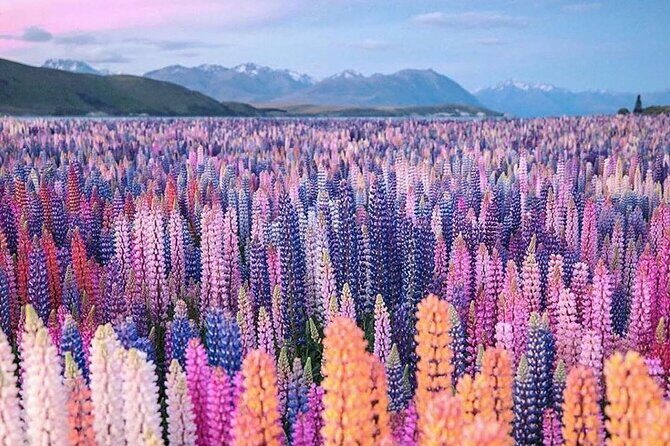 Mt. Cook Full Day Private Tour via Tekapo from Christchurch - What’s Included and What’s Not