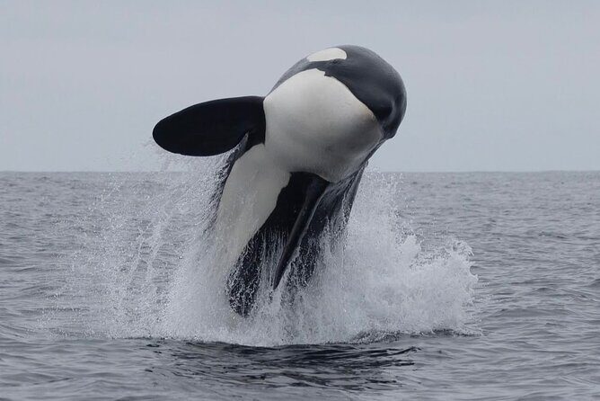 Mt. Cook Private Day Trip From Christchurch Via Lake Tekapo - Who is This Tour Best For?