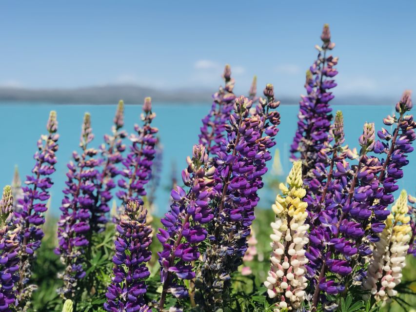 Mt Cook to Queenstown Tour (1-way) - Itinerary Highlights
