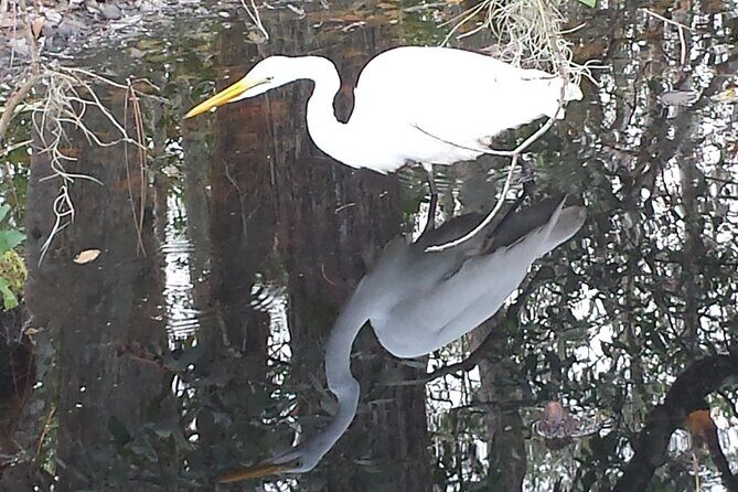 Mt. Dora Canal Boat Tours with Lunch - Introduction: Exploring a Central Florida Gem