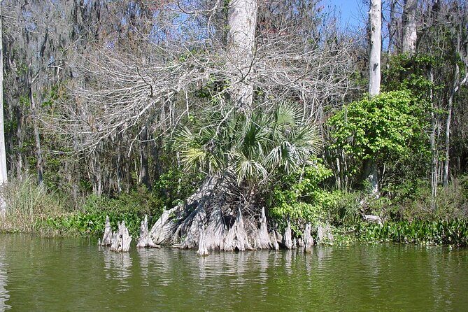 Mt. Dora Canal Boat Tours with Lunch - Why This Tour Offers Real Value