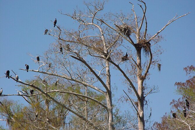 Mt. Dora Canal Boat Tours with Lunch - Final Thoughts: Who Will Appreciate This Tour?