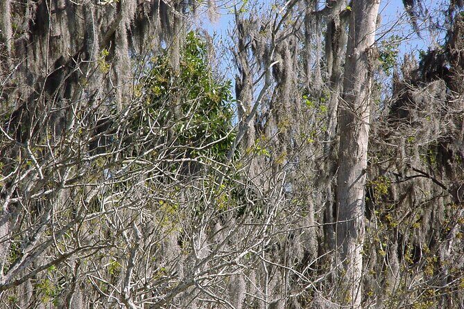 Mt. Dora Canal Boat Tours with Lunch - FAQs