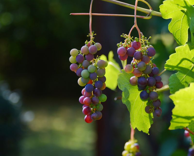 Mt Etna Private Guided Walking Tour With Wine Tasting - Inclusions Breakdown