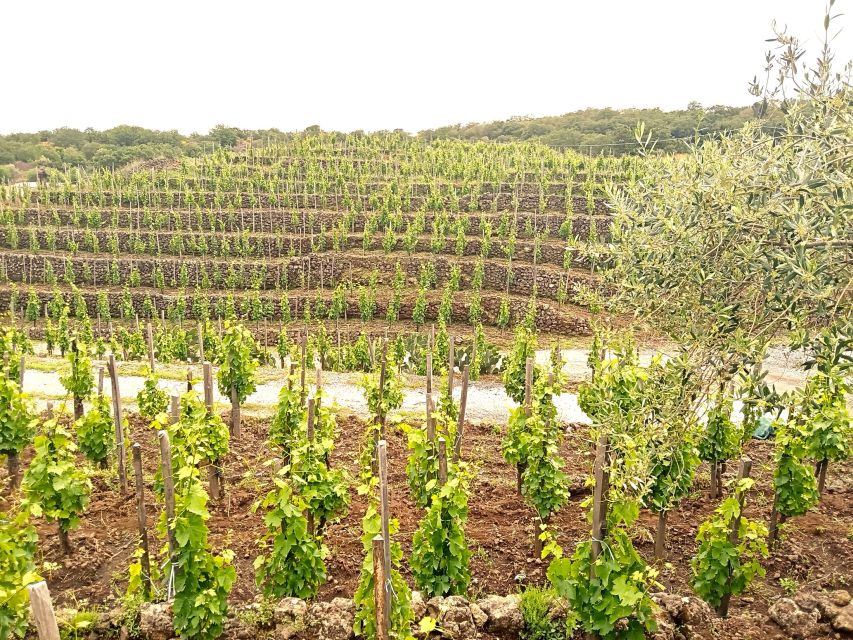 Mt Etna Private Guided Walking Tour With Wine Tasting - Wine and Food Tasting