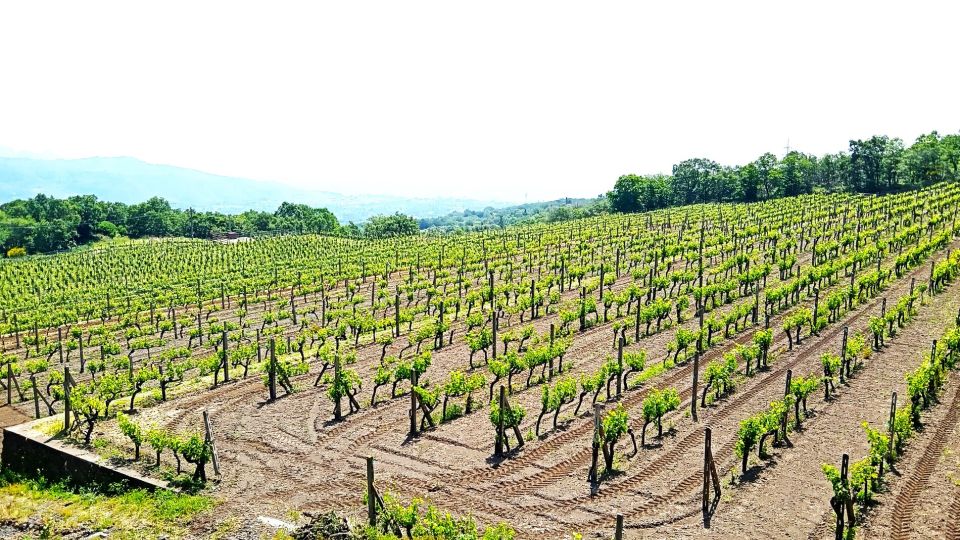 Mt Etna Private Guided Walking Tour With Wine Tasting - Frequently Asked Questions