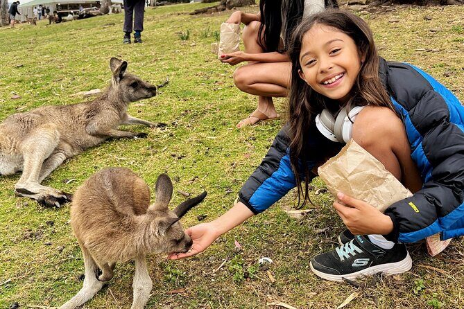 Mt Field National Park and Russell Falls with Bonorong Wildlife - The Sum Up