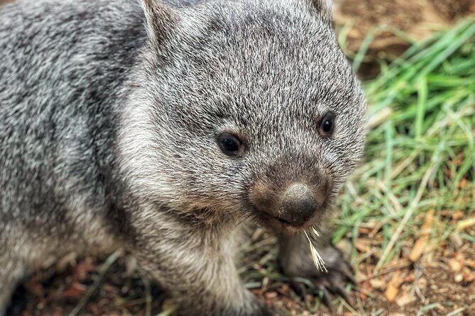 Mt Field National Park and Russell Falls with Bonorong Wildlife - FAQ