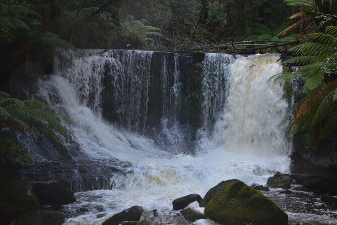 Mt Field Shore Excursion - A Close Look at the Mt Field Shore Excursion