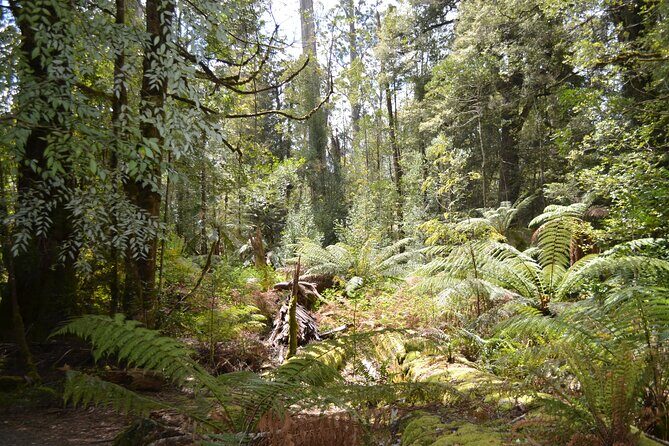 Mt Field Shore Excursion - FAQ