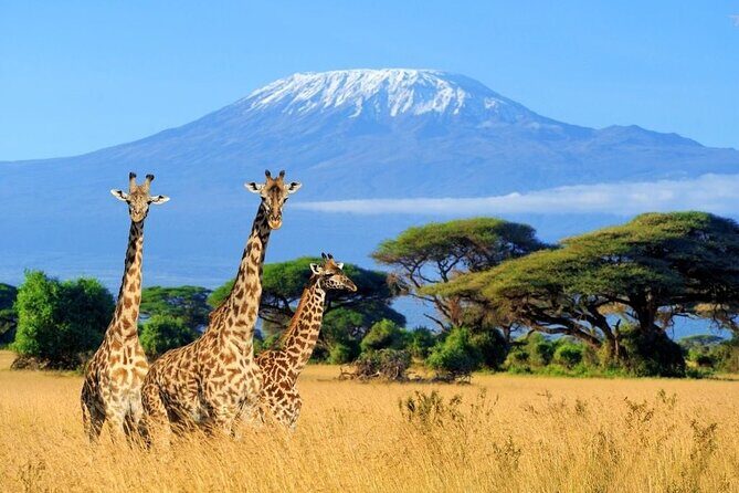 Mt Kilimanjaro Hiking via Marangu Route Day Trip - Key Points