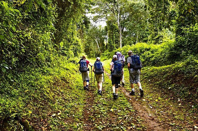 Mt Kilimanjaro Hiking via Marangu Route Day Trip - How the Experience Measures Up