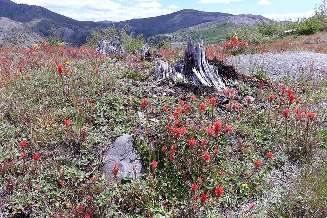 Mt St Helens Full Day Trip - Practical Details: Price, Duration, and Value