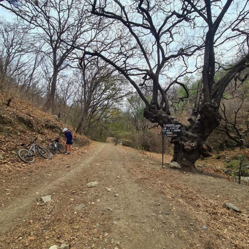 MTB Bike tour to the Monkey Tree + Bread Maker & Tule tree - The Sum Up