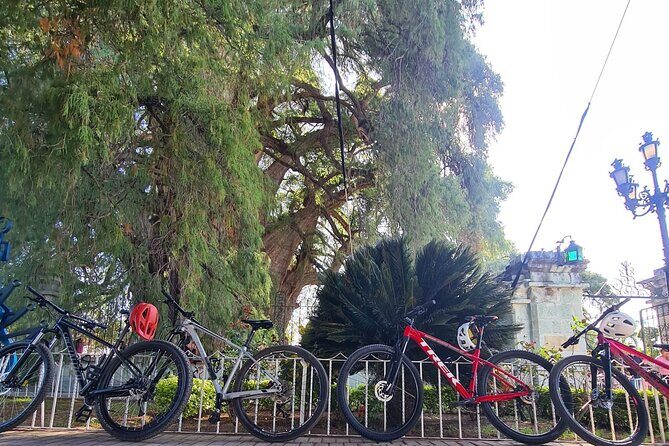 MTB Bike Tour: Tree of the Tule on mountain trails - Introduction: A Unique Way to Explore Oaxaca’s Natural Charm