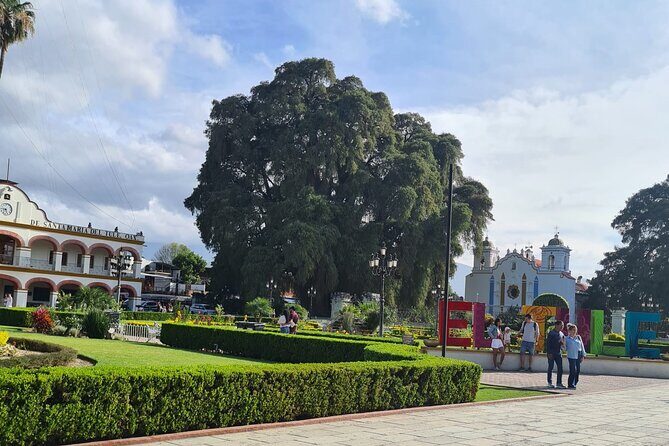 MTB Bike Tour: Tree of the Tule on mountain trails - Key Points