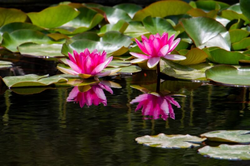 MUCBO | Botanic Garden of Sóller - Balearic Museum of Natural Sciences - Visitor Information