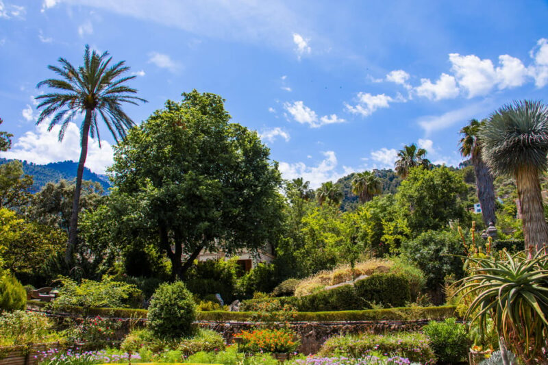 MUCBO | Botanic Garden of Sóller - Balearic Museum of Natural Sciences - Botanical Garden Highlights