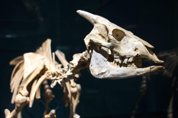 MUCBO | Botanic Garden of Sóller - Balearic Museum of Natural Sciences - Paleontological Wonders