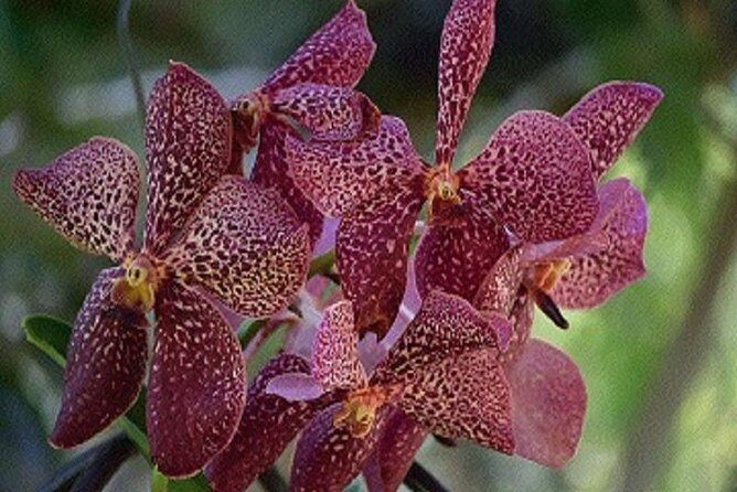 Mud Pools-Nadi Private Therapeutic Pools, Gardens, Temple, Market &Shopping Tour - An In-Depth Look at the Tour Experience