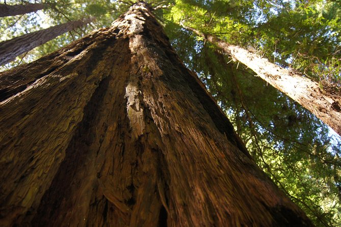 Muir Woods Tour of California Coastal Redwoods - Reviews