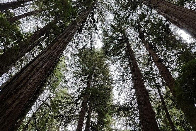 Muir Woods Tour of California Coastal Redwoods - Cancellation Policy