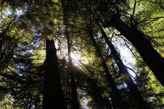Muir Woods Tour of California Coastal Redwoods - Frequently Asked Questions