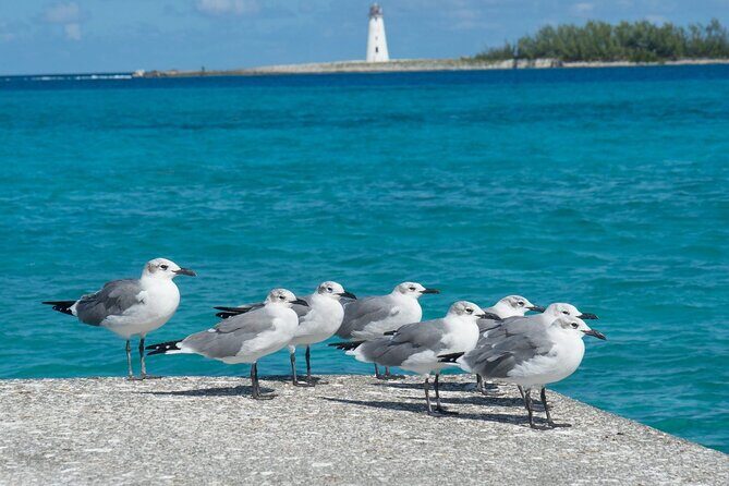 Multi-day Barbados 4WD Tour from Accra Beach Hotel - FAQs