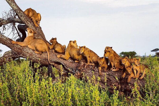 Multi-Day Camping Safari Experience in Arusha - Meals and Refreshments