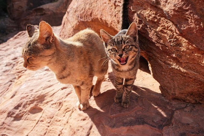 MULTI DAYS TOURS | TWO DAYS Tour in PETRA | the Jordanian Mappers - Highlights of the Tour