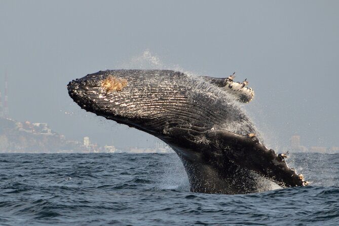 Munba Ballena Tour by Power Boat - An Overview of the Munba Ballena Power Boat Tour