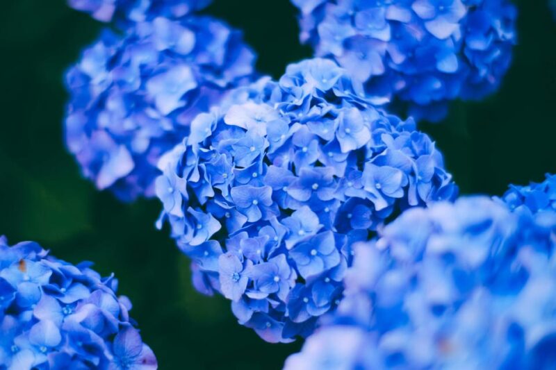 Munduk Hortensia Trek: Coffee Fields, Waterfalls Exploration - Good To Know