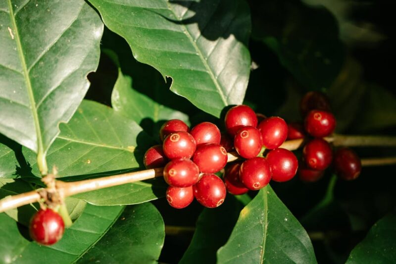 Munduk Hortensia Trek: Coffee Fields, Waterfalls Exploration - Important Information