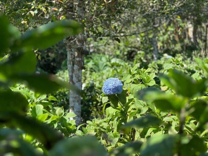 Munduk Hortensia Trek: Coffee Fields, Waterfalls Exploration - Frequently Asked Questions