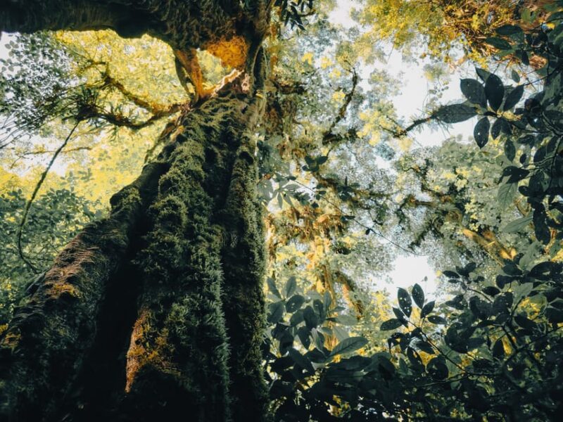 Munduk: Rainforest Hiking, Canoeing And Waterfall Tour - Waterfall Visit