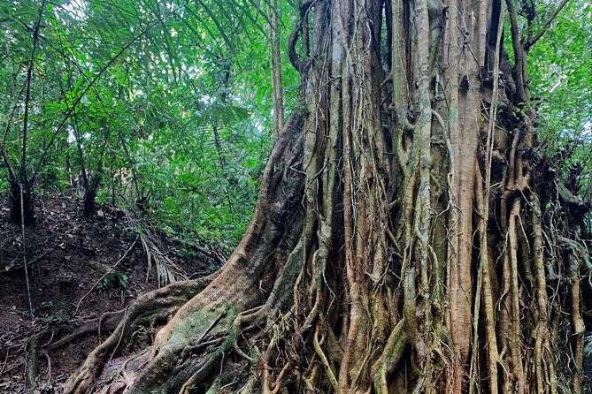Munduk: Tamblingan Jungle Trek, Waterfall, Ulun Danu Temple - Pricing and Schedule
