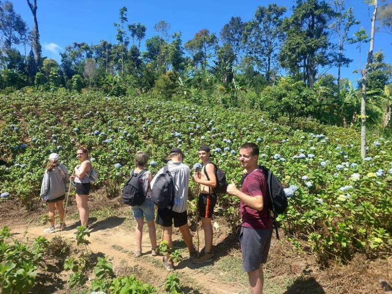 Munduk: Waterfall,Coffee Plantations & Hydrangea Trail - Who Will Love This Tour?