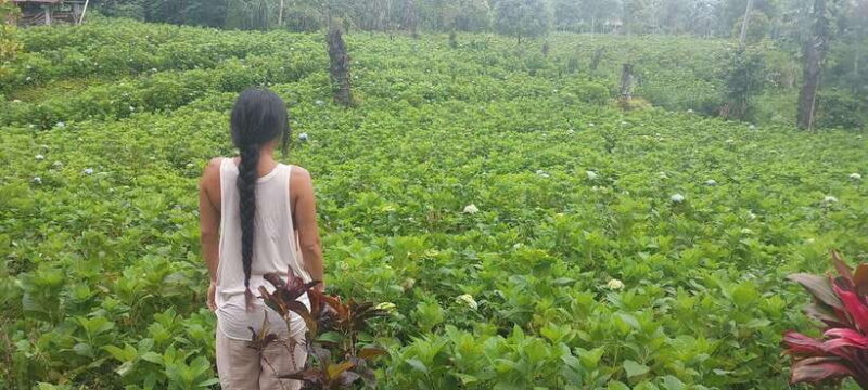 Munduk: Waterfall,Coffee Plantations & Hydrangea Trail - The Sum Up