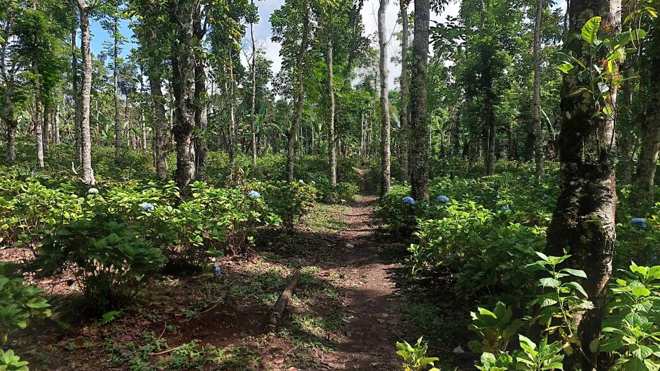 Munduk: Waterfall,Coffee Plantations & Hydrangea Trail - Key Points